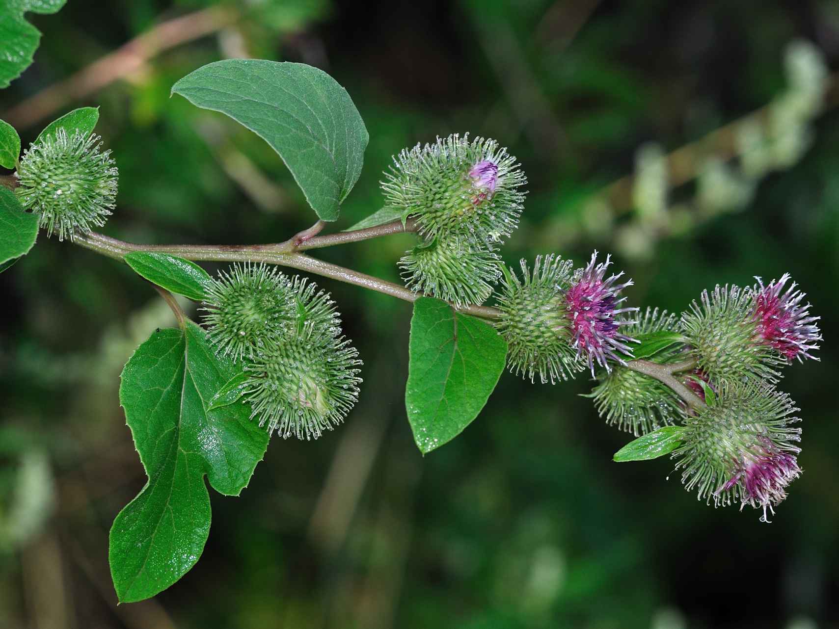 ID pianta: Arctium sp.